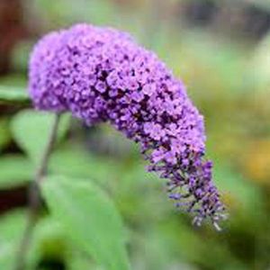 Buddleja Davidii Purple Emperor ('Pyrkeep') - Vlinderstruik 30-40 cm - Grote pluimen met blauw-lila tot blauw-paarse bloemen