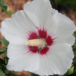 Hibiscus syriacus 'Red Heart' - Altheastruik - Stamomtrek 8-10 cm pot: Struik met witte bloemen en een opvallend rood hart.