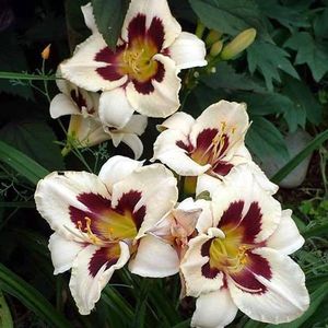 3 x  Hemerocallis 'Moonlite Masquerade' - Daglelie pot 9x9cm