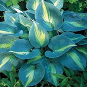 3 x Hosta 'Touch Of Class' - Hartlelie pot 9x9cm