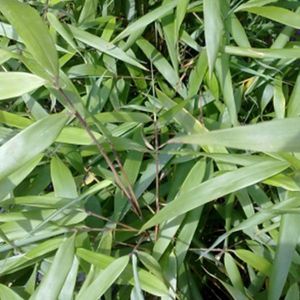 Fargesia Scabrida 'Asian Wonder' - Japanse Bamboe 80-100cm in Pot - Sierlijke Bamboe voor Tuin en Terras