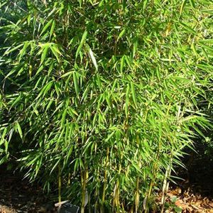 Fargesia Robusta - Japanse Bamboe 60-80cm in Pot - Robuuste Bamboe voor Aziatische Tuinen