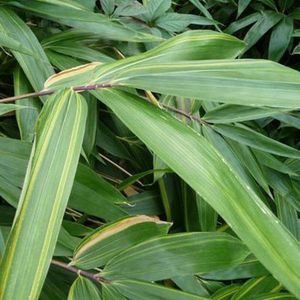 Sasaella Masam. Albostriata - Bamboe 25-30cm in Pot - Sierlijke Bamboe met Gestreepte Bladeren