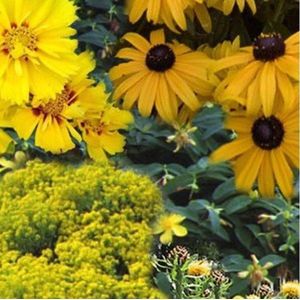 Borderpakket Geel 3 m² - 24 vaste planten: Geelbloeiende plantenassortiment
