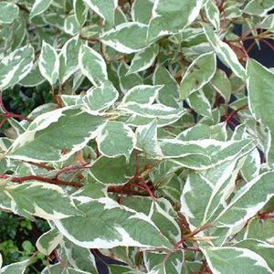 Cornus Alba 'Ivory Halo' - Kornoelje - 40-60 cm in pot: Struik met witbonte bladeren en rode winterstelen.