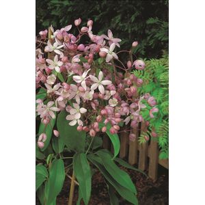 Clematis Armandii 'Apple Blossom' - Klimplant - Groenblijvend - Winterhard - Hoogte 50-60 cm - Potmaat 15 cm