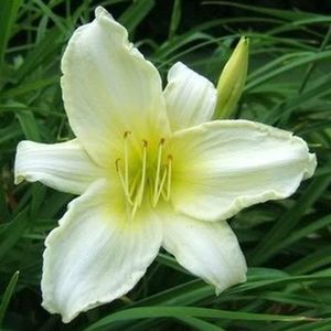 6 x Hemerocallis 'Ice Carnival' - Daglelie pot 9cm x 9cm, witbloeiend en langbloeiend