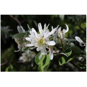 25 x Amelanchier ovalis ( rotundifolia) - Krentenboompje 40- 60 cm blote wortel