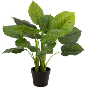 J-Line plant Pothos Plant In Pot - kunststof - groen