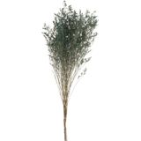 J-Line Droogbloemen - Bundel Lamsoor - grijsblauw