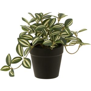 J-Line plant Tradescantia in pot - kunststof - groen/wit