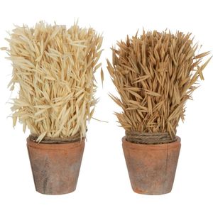 J-Line oogst in pot - gras - naturel - 2 stuks