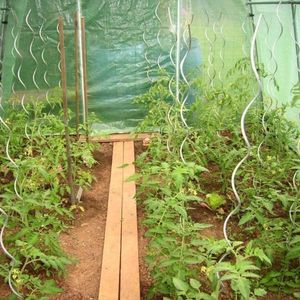 Tomatenspiralen 1M50 - set van 30 stuks - tomatenspiraal gegalvaniseerd - 6mm dikte