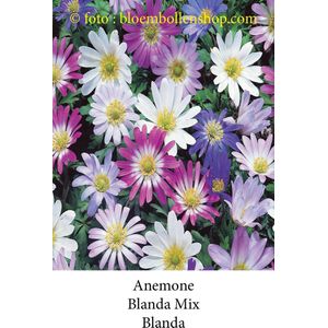 anemone Blanda Mix 50 bollen maat 6/+ bloembollen