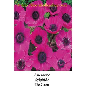 anemone Sylphide 50 bollen maat 8/+
