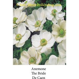 anemone The Bride 50 bollen maat 8/+