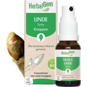 Tilia tomentosa - Gemmae - Knop - Kalmerend - Zilverlinde