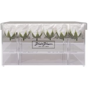 Blush & Blossom Rose Fleurs 36-Pièce dans Dégager Boîte, Avalanche