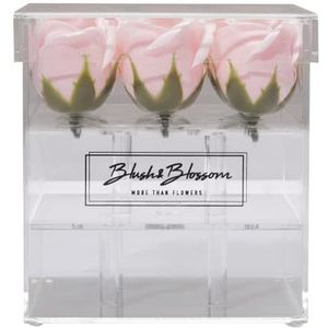 Blush & Blossom Rose Fleurs 9-Pièce dans Dégager Boîte, Blush