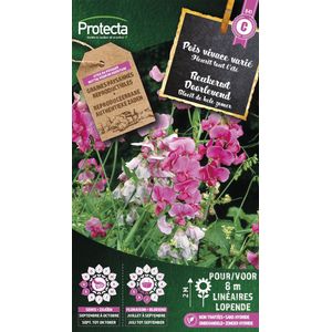 Protecta Bloemen zaden: Reukerwt doorlevend gemengd