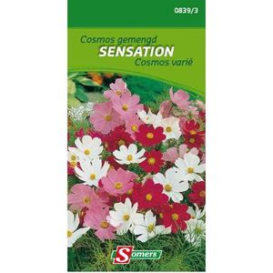 Somers zaden - Cosmos gemengd - Sensation