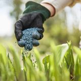 Compo Blauwe Korrels Groenten, Fruit- En Tuinplanten Bio 4kg | Potgrond & bodemverbeteraars