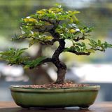 Compo Sana Potgrond Bonsai 5l