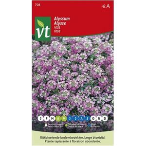 Alyssum Rosie O'Day, bodembedekker voor borders, gemakkelijk te kweken en bloeit de hele zomer