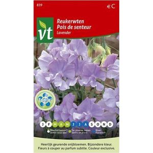 Reukerwt Lavendel, klimplant met heerlijk geurende en sierlijke bloemen