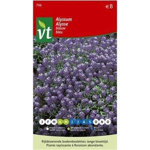 Alyssum Blauw, bodembedekker voor borders, gemakkelijk te kweken, bloeit de hele zomer