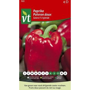 Paprika Solero/Asti Red F1 hybride - Dikvlezige, grote en geblokte vruchten