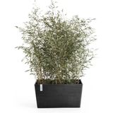 ECOPOTS Blumentopf »Paris«, BxTxH: 80x38x42 cm