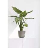 ECOPOTS Blumentopf Oslo Mini 16 Taupe, für den Innenbereich