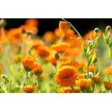 Weleda - Calendula Zalf - Zalf - Geel - Natuurlijke Ingrediënten