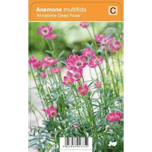 V.I.P.S. Anemone multifida ''Annebelle Deep Rose'' - Japanse anemoon P9