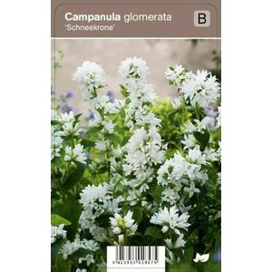 V.I.P.S. Campanula glomerata ''Schneekrone'' - klokjesbloem p9