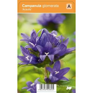V.I.P.S. Campanula glomerata ''Acaulis'' - kluwenklokjesbloem  P9