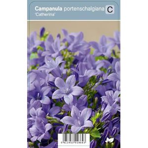 V.I.P.S. Campanula portenschalgiana ''Catherina'' - klokje P9