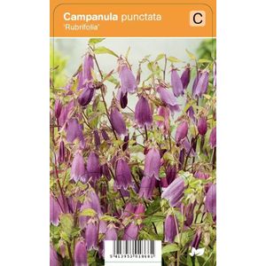 V.I.P.S. Campanula punctata ''Rubrifolia'' - karpatenklokje P9