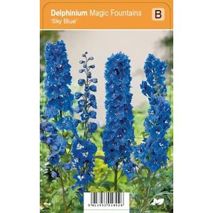 V.I.P.S. Delphinium Magic Fountains ''Sky Blue'' - ridderspoor p9