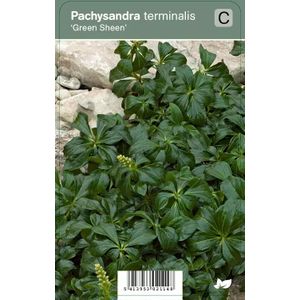 V.I.P.S. Pachysandra terminalis ''Green Sheen'' - pachysandra P9