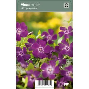 V.I.P.S. Vinca minor Atropurpurea ''Illumination'' - kleine maagdenpalm P9