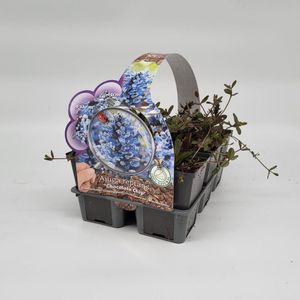 2x6 stuks (12 planten) in 6-Pack concept - Ajuga reptans 'Chocolate Chips' - Bodembedekker - Vaste plant - Tuinplant - Winterhard - Groenblijvend - Groen - Blauw - Blauwbloeiend