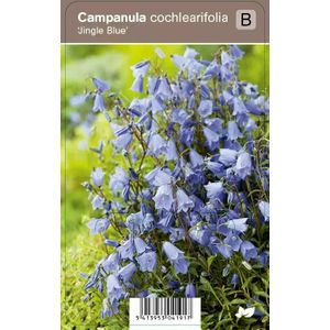 V.I.P.S. Campanula cochlearifolia ''Jingle Blue'' - dwerg klokje P9