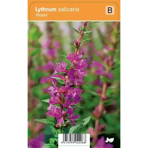 V.I.P.S. Lythrum salicaria ''Robin'' - kattenstaart P9