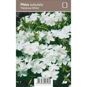 V.I.P.S. Phlox subulata ''Fabulous White'' - kruipphlox
