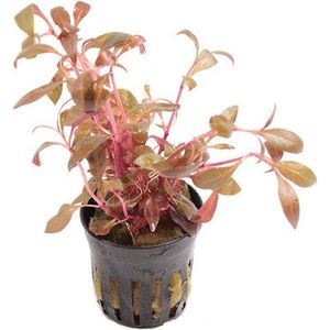 Moerings Alternanthera Reineckii Mini | Papegaaienblad | in 5 cm pot