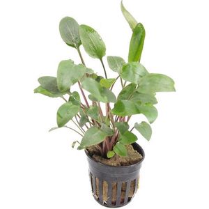 Moerings Cryptocoryne Bullosa in 5 cm pot