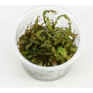 AQUAlook Hygrophila Pinnatifida | Belgisch groen | in 100CC vitro cup Waterplant