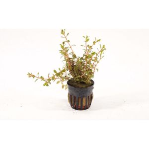 Moerings Rotala Colorata in 5 cm pot